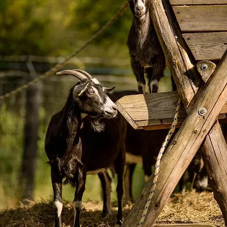 Gosciniec Pod Zajacem