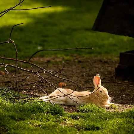 Gosciniec Pod Zajacem 4* Олесница