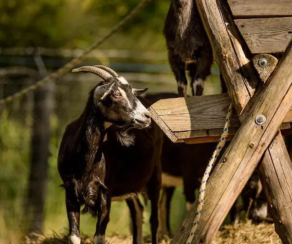 Gosciniec Pod Zajacem