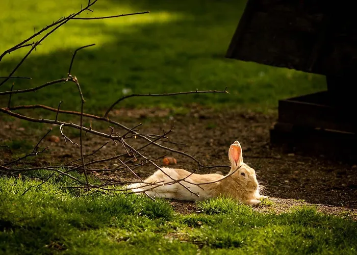 Gosciniec Pod Zajacem 4* Olesnica (Lower Silesia)